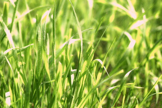 Green grass with dew, close up