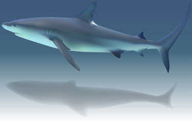 Caribbean Reef Shark -Carcharhinus perezi