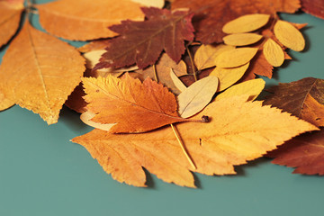 autumn background 