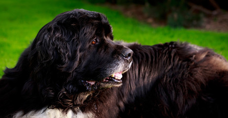 Neufundländerportrait