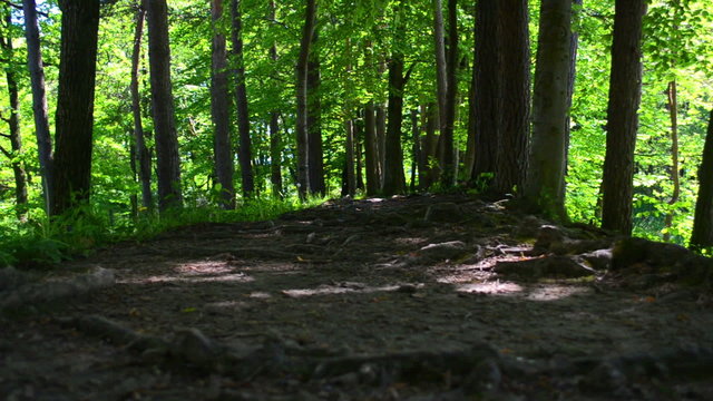 Footpath in a dark forest