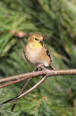 American Goldfinch (Carduelis tristis)