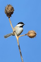 Chickadee on a Branch