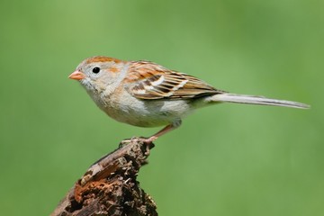 Field Sparrow (Spizella pusilla) On A Branch