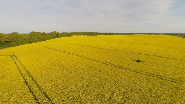 Aerial view of a blooming canola field