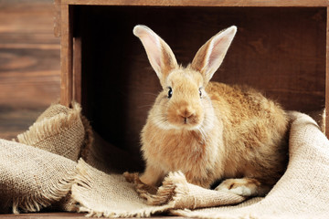 Little rabbit on wooden background