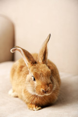 Cute rabbit on sofa, close up