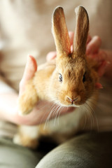Woman holding little cute rabbit close up