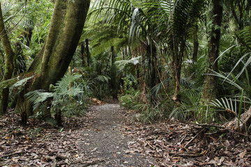 Walking trail in forest