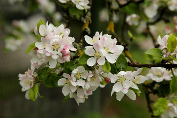 Obraz na płótnie Canvas Beautiful blooming apple tree branch