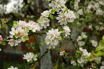 Beautiful blooming apple tree branch
