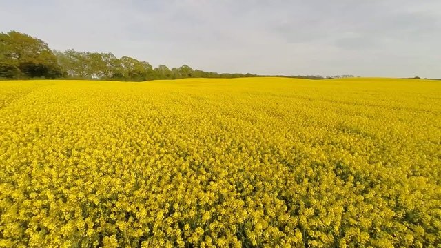 Low-level flight over a blooming canola field