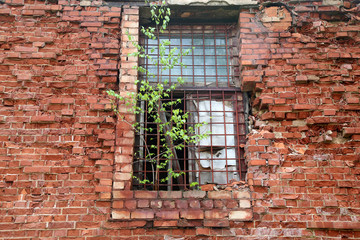 Fototapeta na wymiar Abandoned building from red brick: on window grow birch