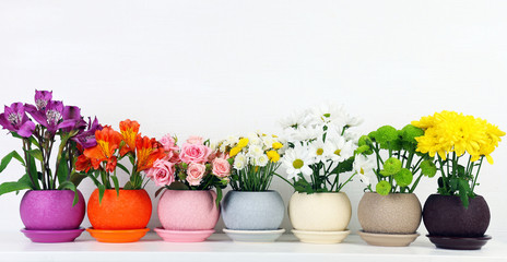 Beautiful flowers in pots on shelf on wall background
