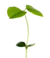 Fresh green sprout isolated on white