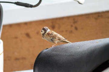 sparrow