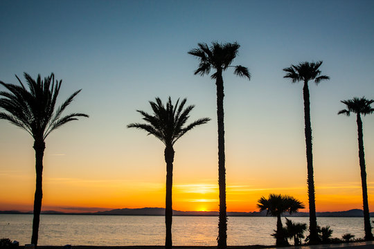 Palms silhouette on sea sunset