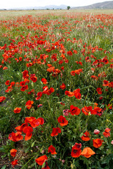 Red poppy flower in nature