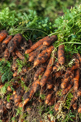 Carrots vegetables raw food