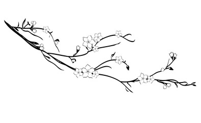 Cherry tree branch with flowers