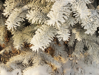 christmas tree branches, hoarfrost