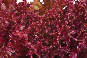 Closeup of an oak leaf lettuce
