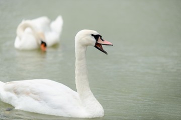 Swan swimming with ducks