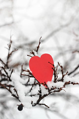 red heart on snow branches. valentines day.