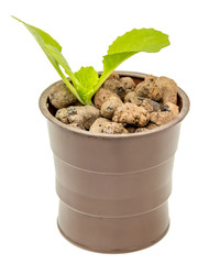 Seedlings of Chinese cabbage leaves isolated white background