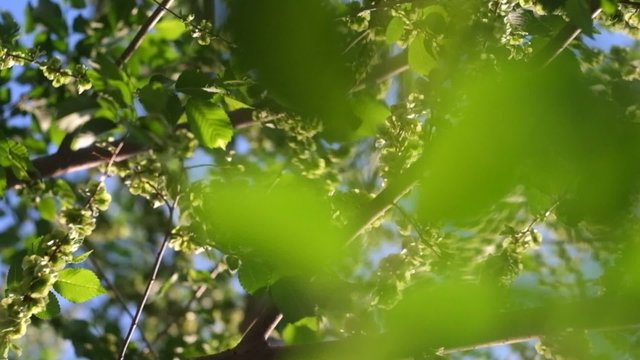 Spring elm tree branches with seeds