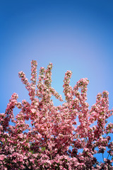 Photo Beautiful spring flowering tree