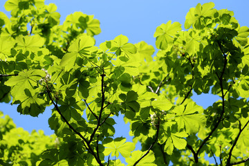 Beautiful green leaves of the tree