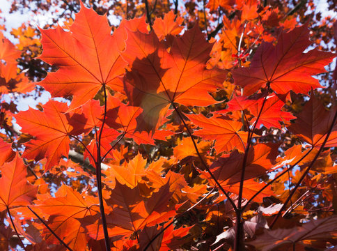 looking at vibrant red Maple leaves  in sunlight
