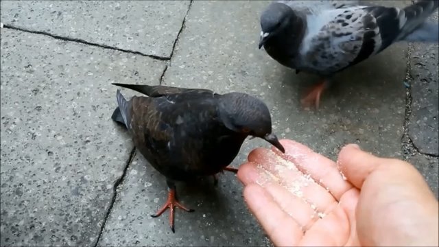 Hand Feeding Pigeons