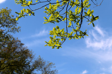 Beautiful green leaves of the tree