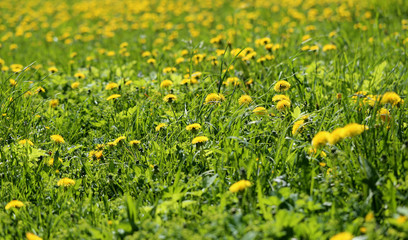 Spring beautiful flowers dandelions