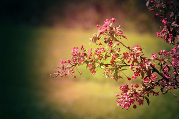 Photo Beautiful spring flowering tree