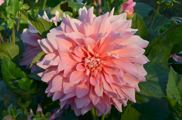 LIght Pink Dinnerplate Dahlia in Alaska