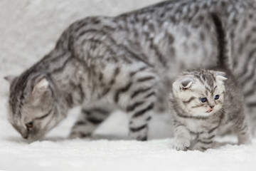 Small white scottish fold kitten with gray mom