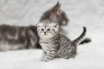 Small scootish fold kitten and big gray maine coon cat