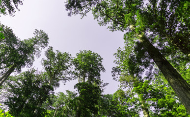 Forest by looking up view at Nikko, Japan