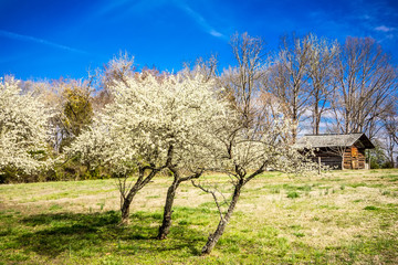 white cherry blossoms blooming in spring