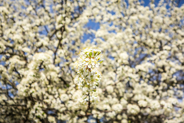 white cherry blossoms blooming in spring