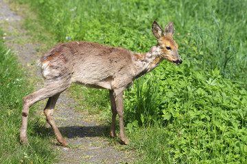 Sick Roe (Capreolus capreolus) after poisoning rape.
