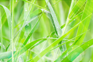 Green Grass Background with Rain Drops and Sun Light.