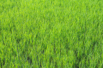 Rice field.