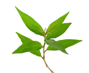Obraz premium Hot mint, Vietnamese mint isolated on white background