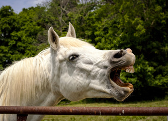 Silly Arabian horse with mouth open and teeth exposed