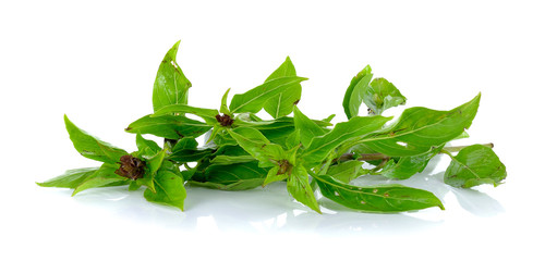organic basil leaves isolated on white background