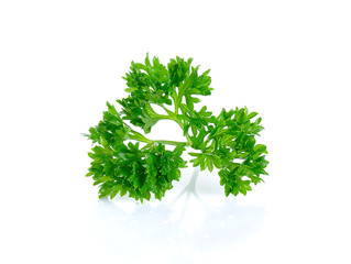 Fototapeta premium parsley isolated on the white background